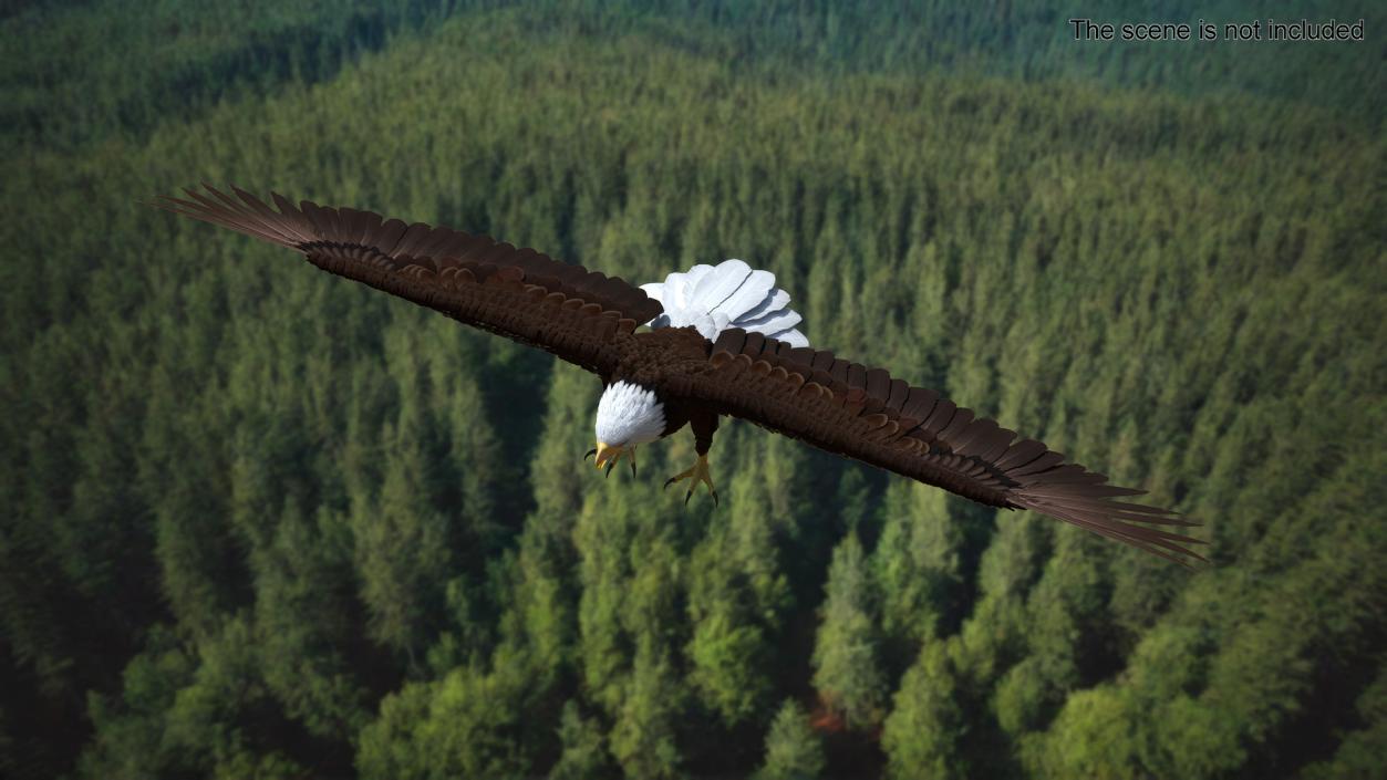 Bald Eagle T Pose 3D