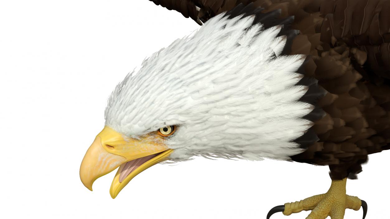 Bald Eagle T Pose 3D