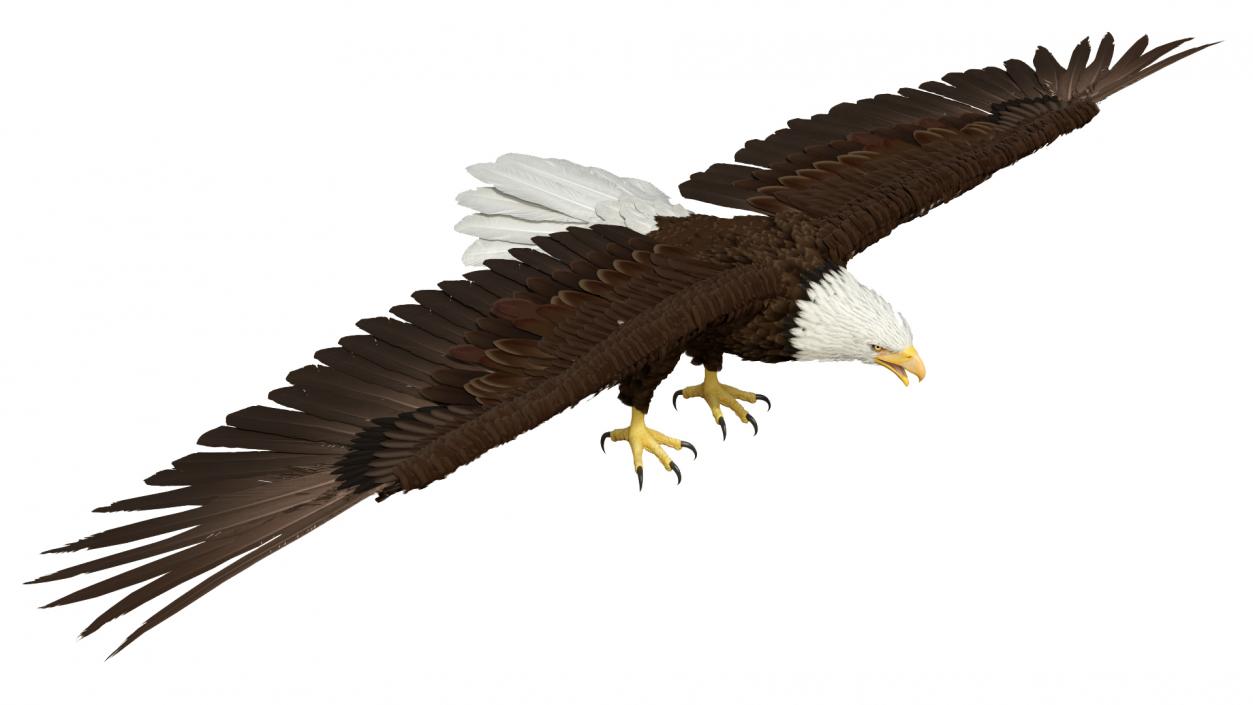 Bald Eagle T Pose 3D