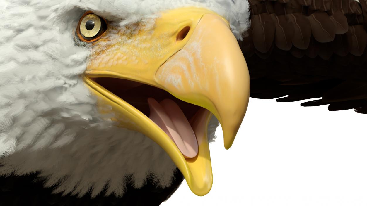 Bald Eagle T Pose 3D