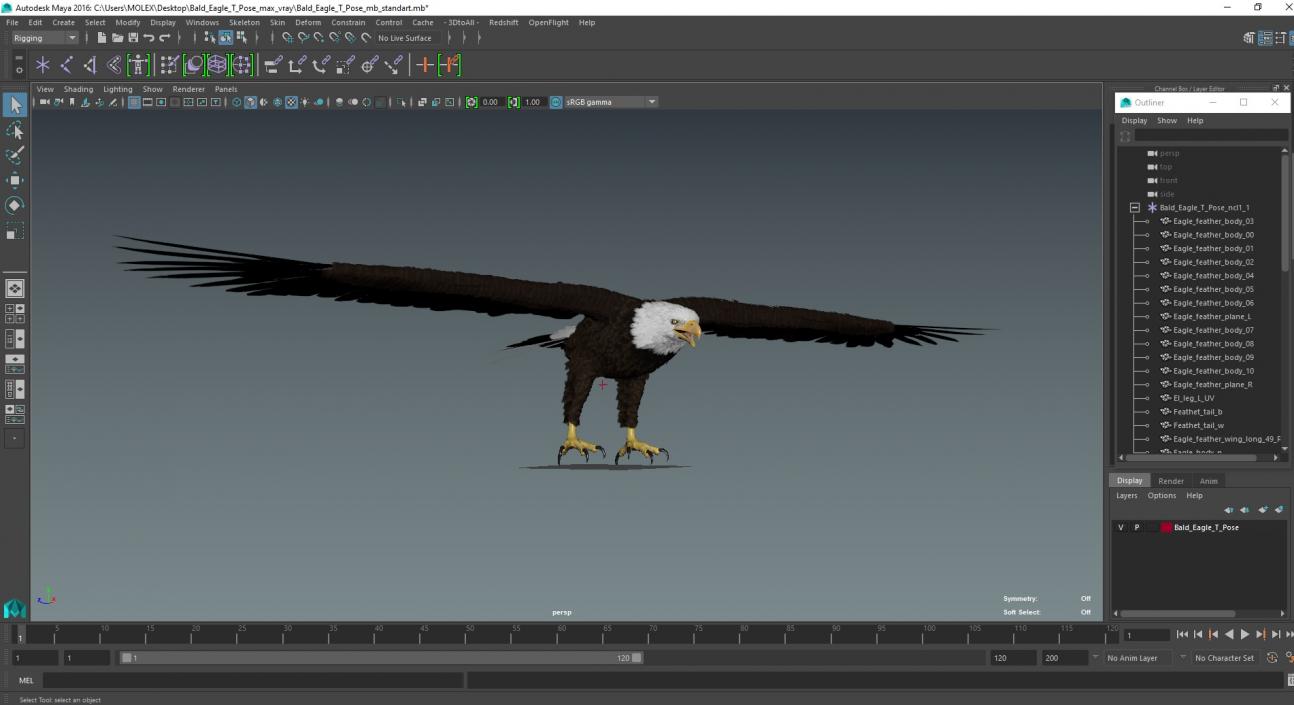 Bald Eagle T Pose 3D