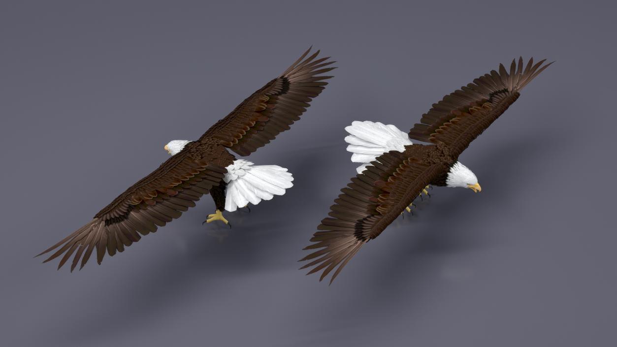 Bald Eagle T Pose 3D