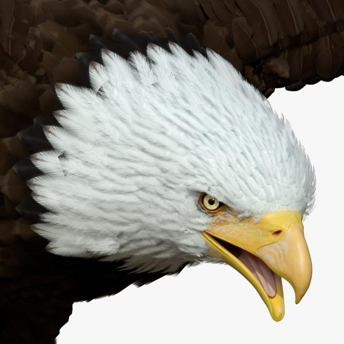 Bald Eagle T Pose 3D