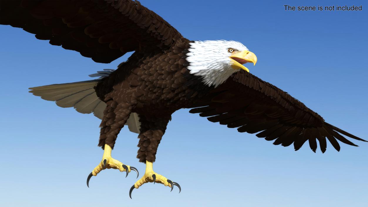 Bald Eagle T Pose 3D