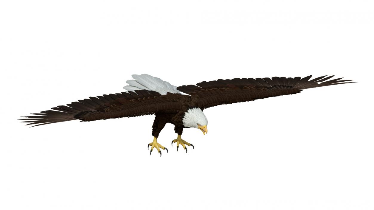 Bald Eagle T Pose 3D