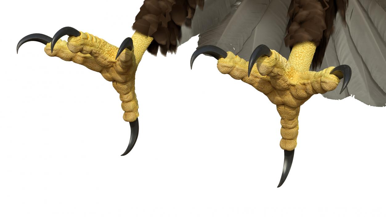 Bald Eagle T Pose 3D