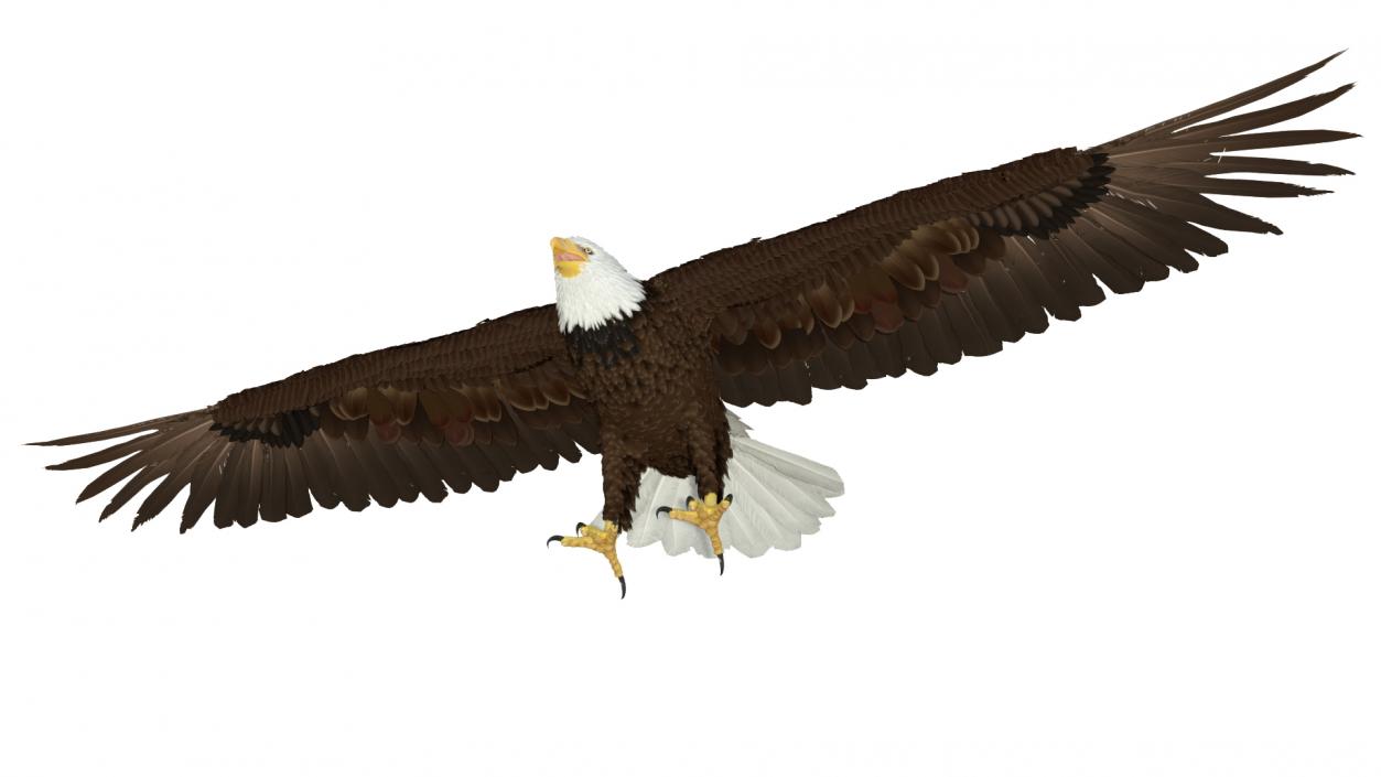 Bald Eagle T Pose 3D