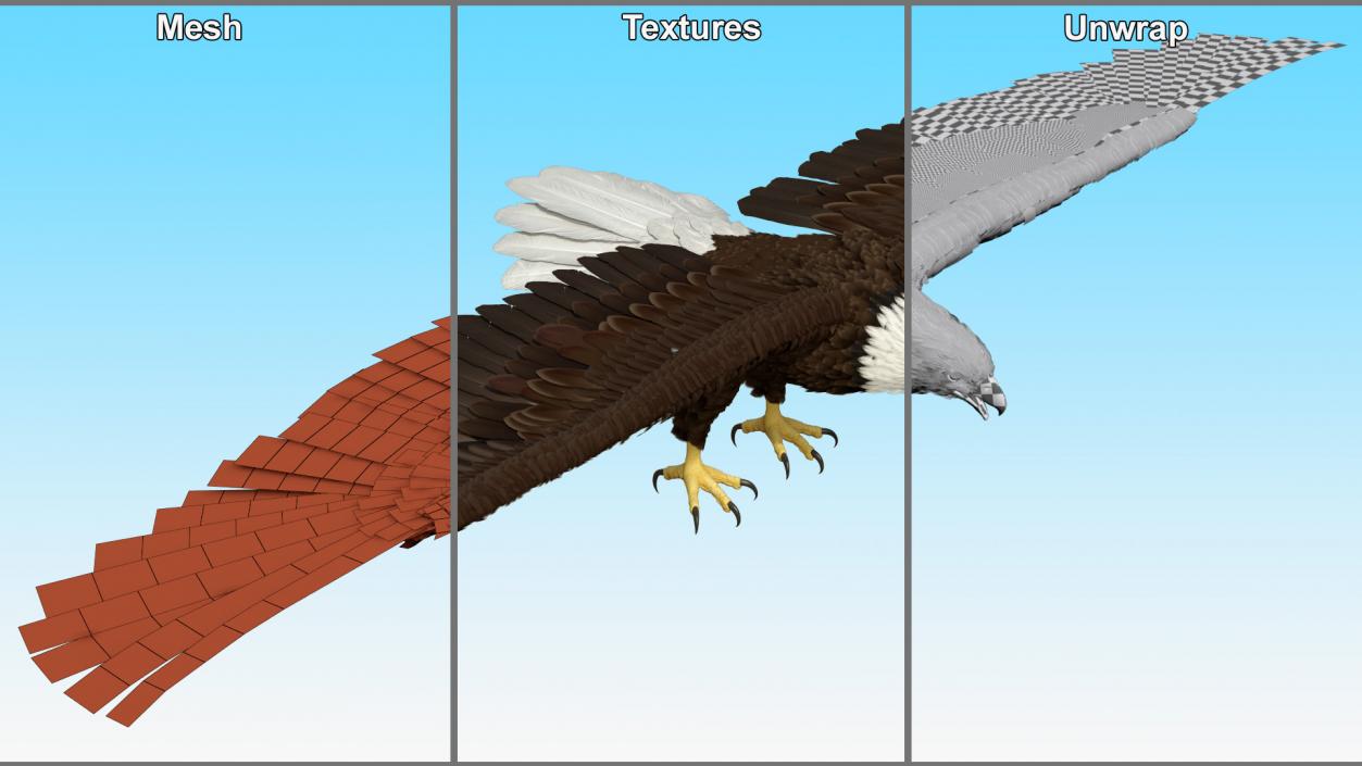 Bald Eagle T Pose 3D