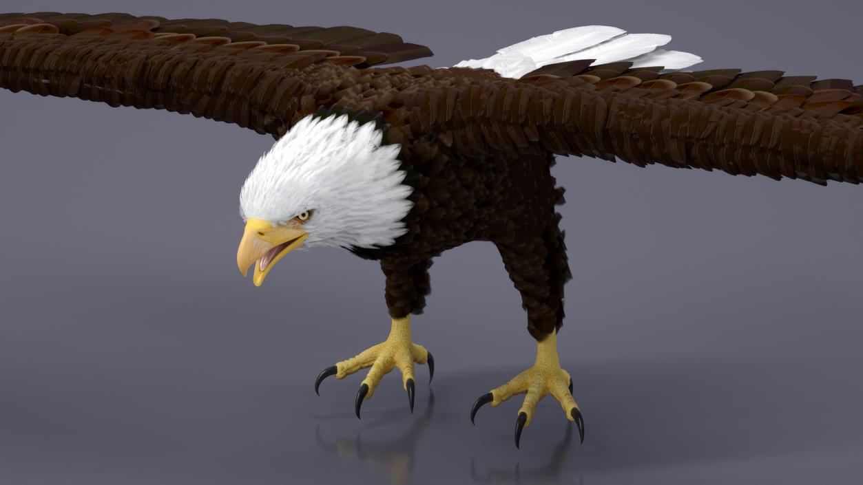 Bald Eagle T Pose 3D