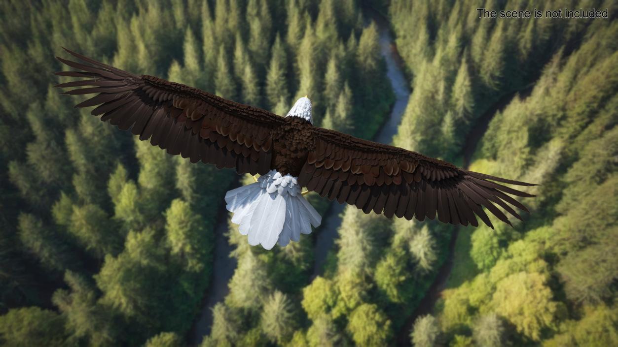 Bald Eagle T Pose 3D