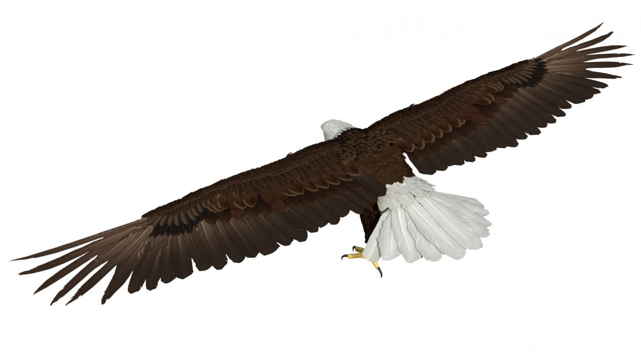 Bald Eagle T Pose 3D