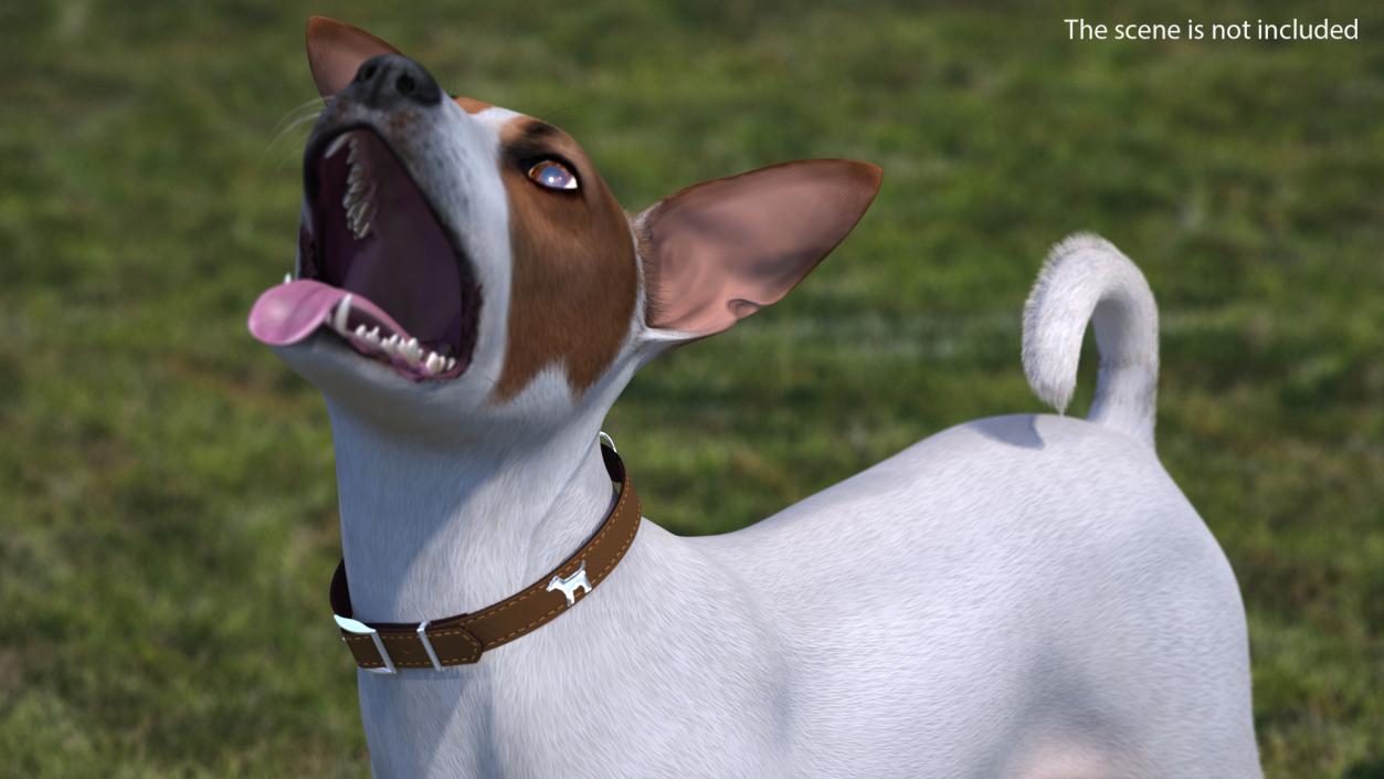 Dog Collars Collection 4 3D model