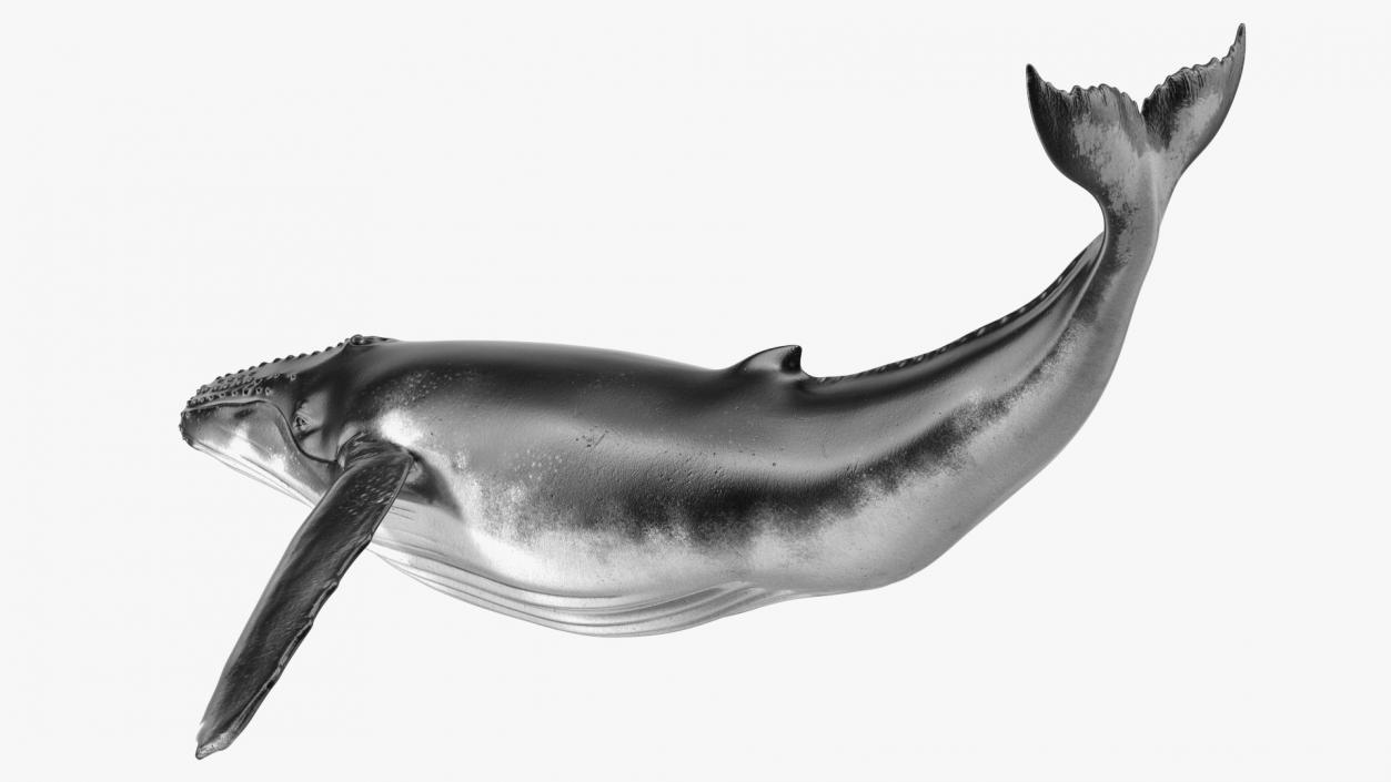 Rigged Whales Collection 3D model