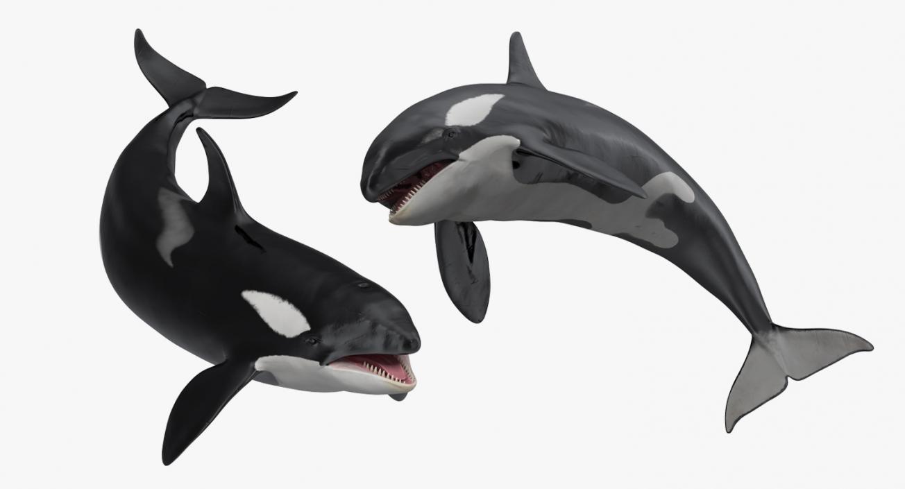 Rigged Whales Collection 3D model