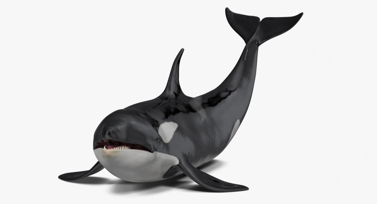 Rigged Whales Collection 3D model