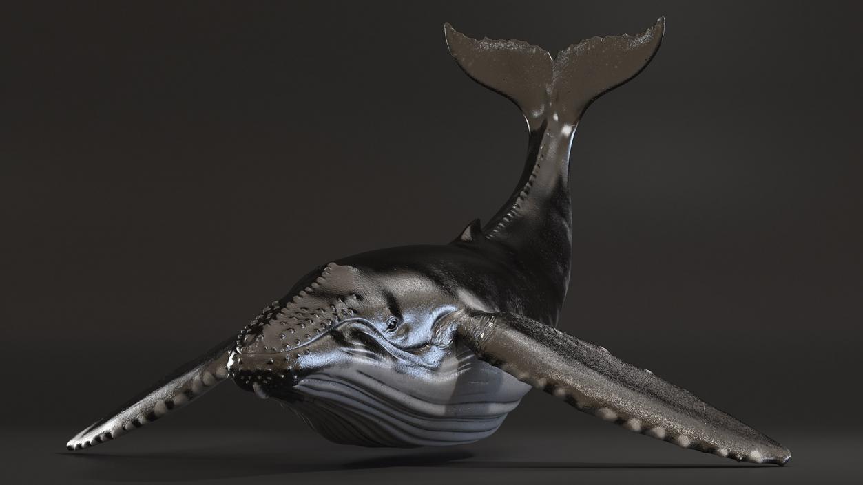 Rigged Whales Collection 3D model