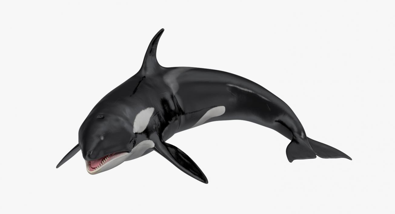 Rigged Whales Collection 3D model