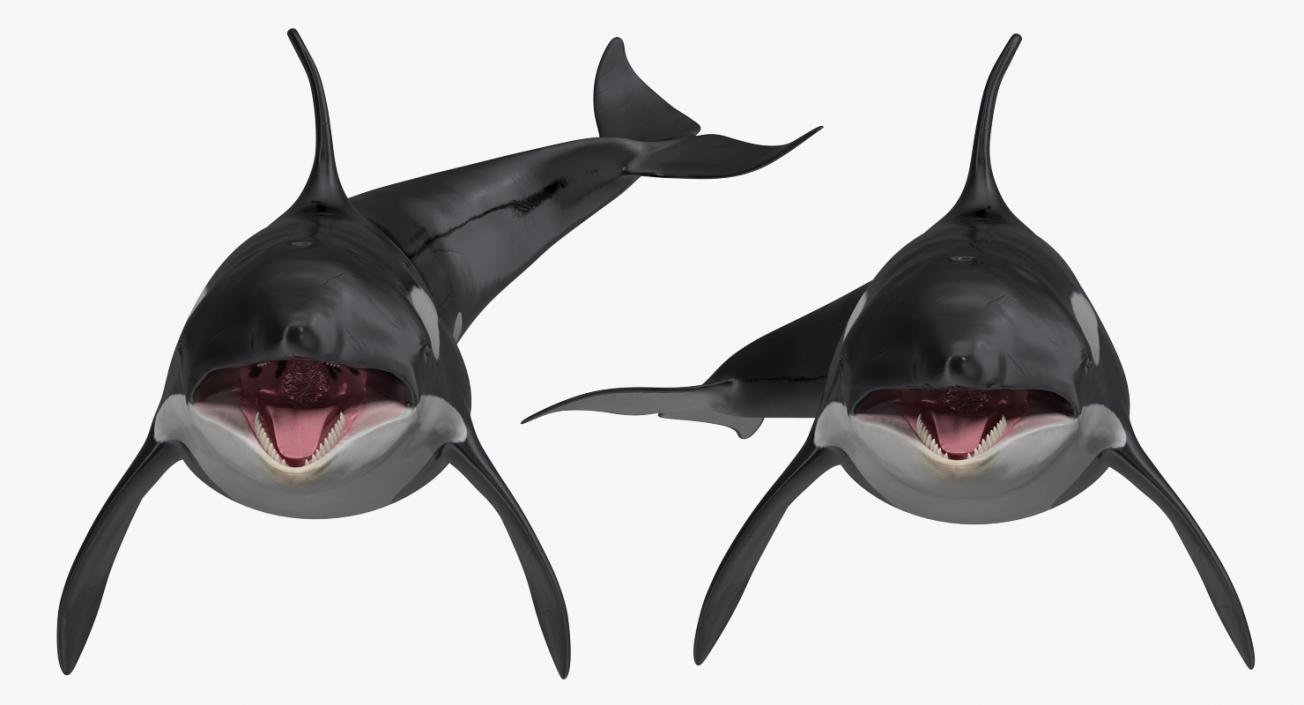 Rigged Whales Collection 3D model