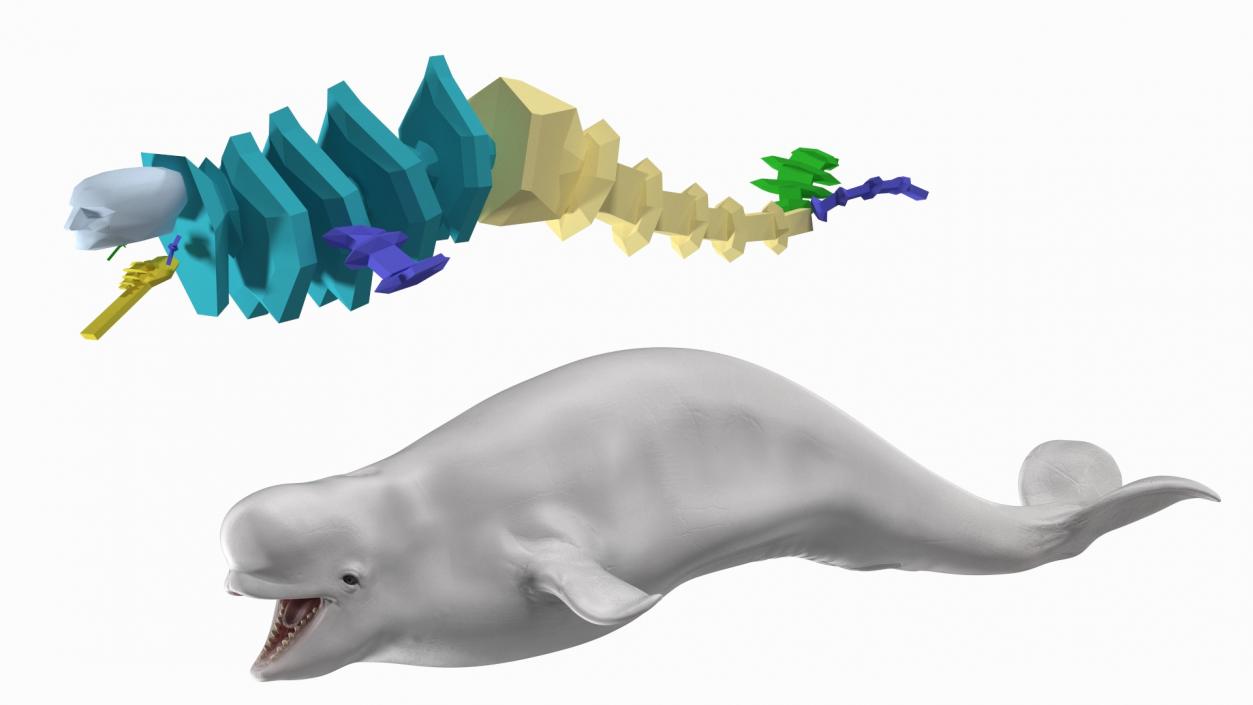 Rigged Whales Collection 3D model