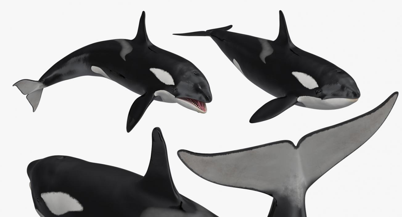 Rigged Whales Collection 3D model