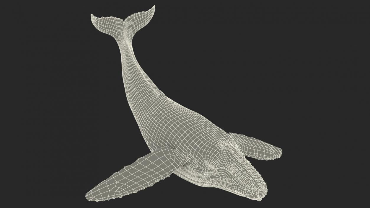 Rigged Whales Collection 3D model