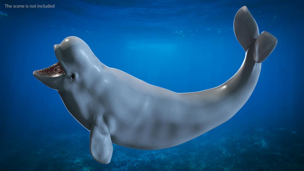 Rigged Whales Collection 3D model