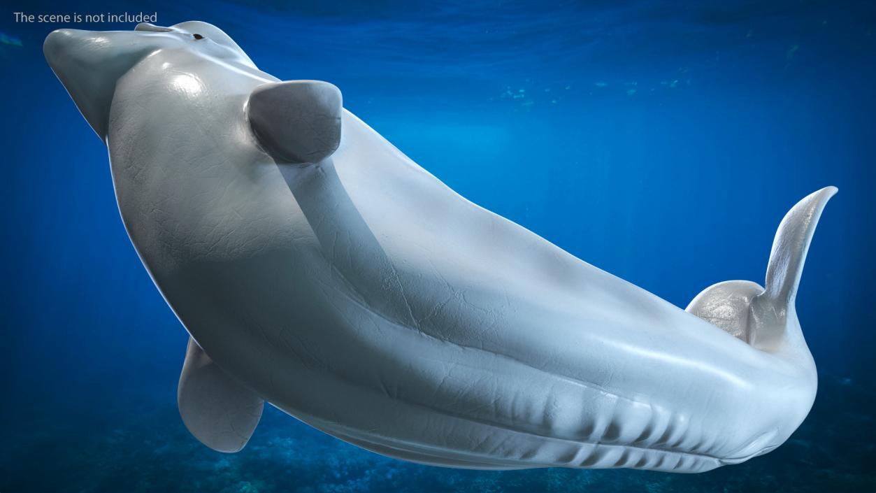 Rigged Whales Collection 3D model