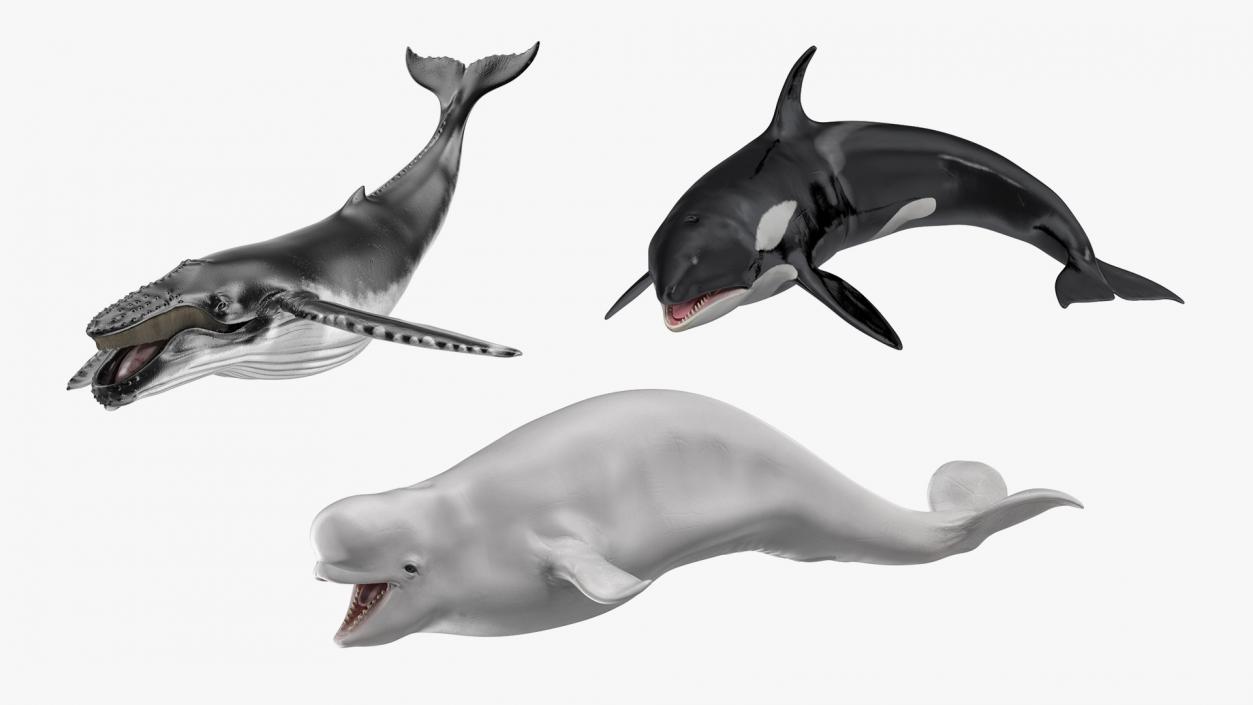 Rigged Whales Collection 3D model