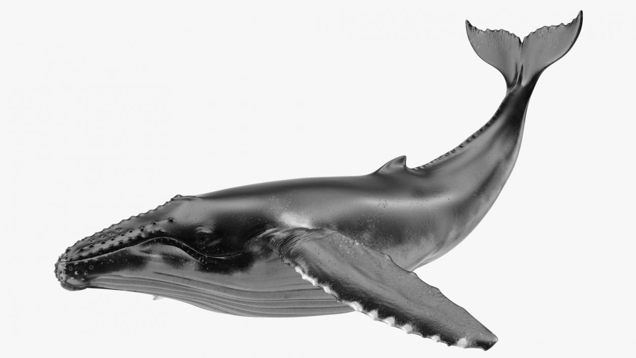 Rigged Whales Collection 3D model