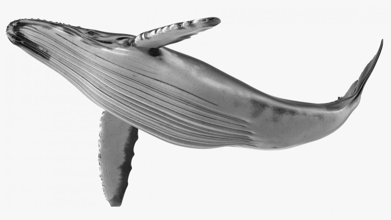 Rigged Whales Collection 3D model