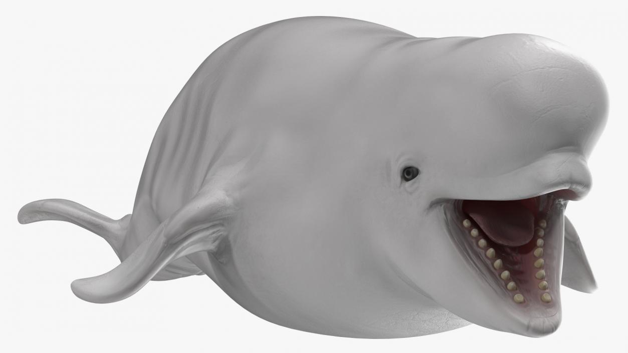 Rigged Whales Collection 3D model