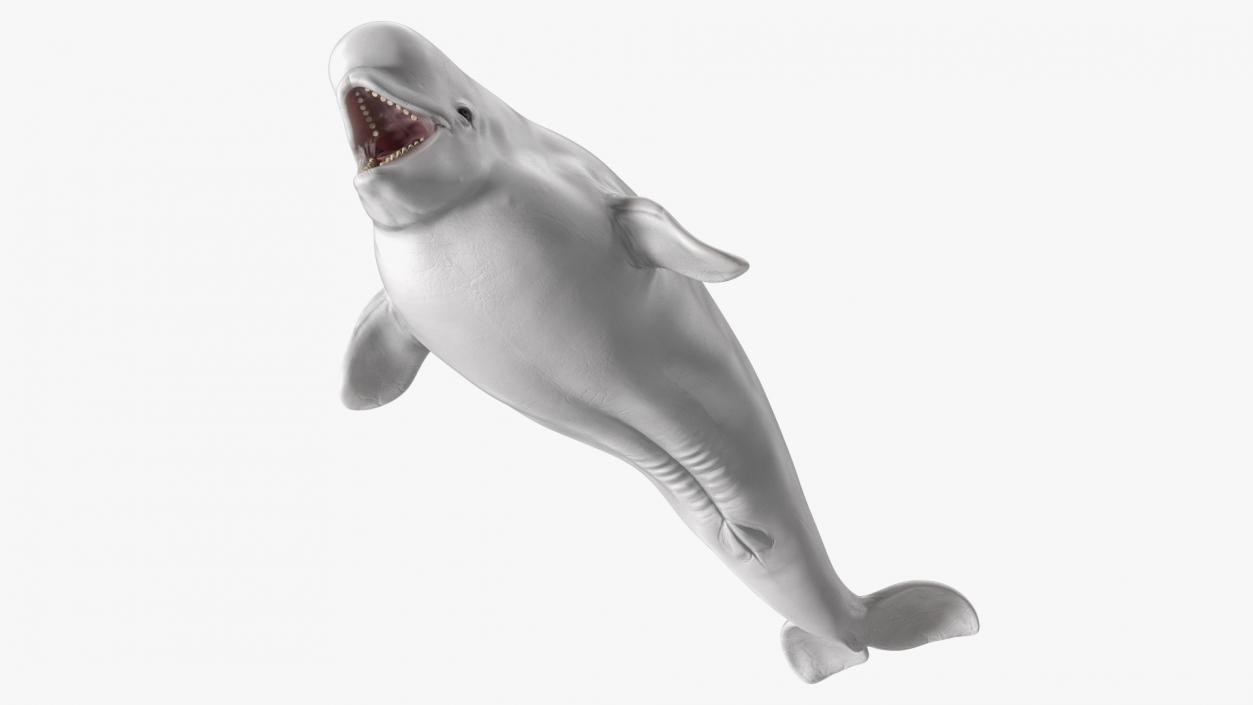 Rigged Whales Collection 3D model