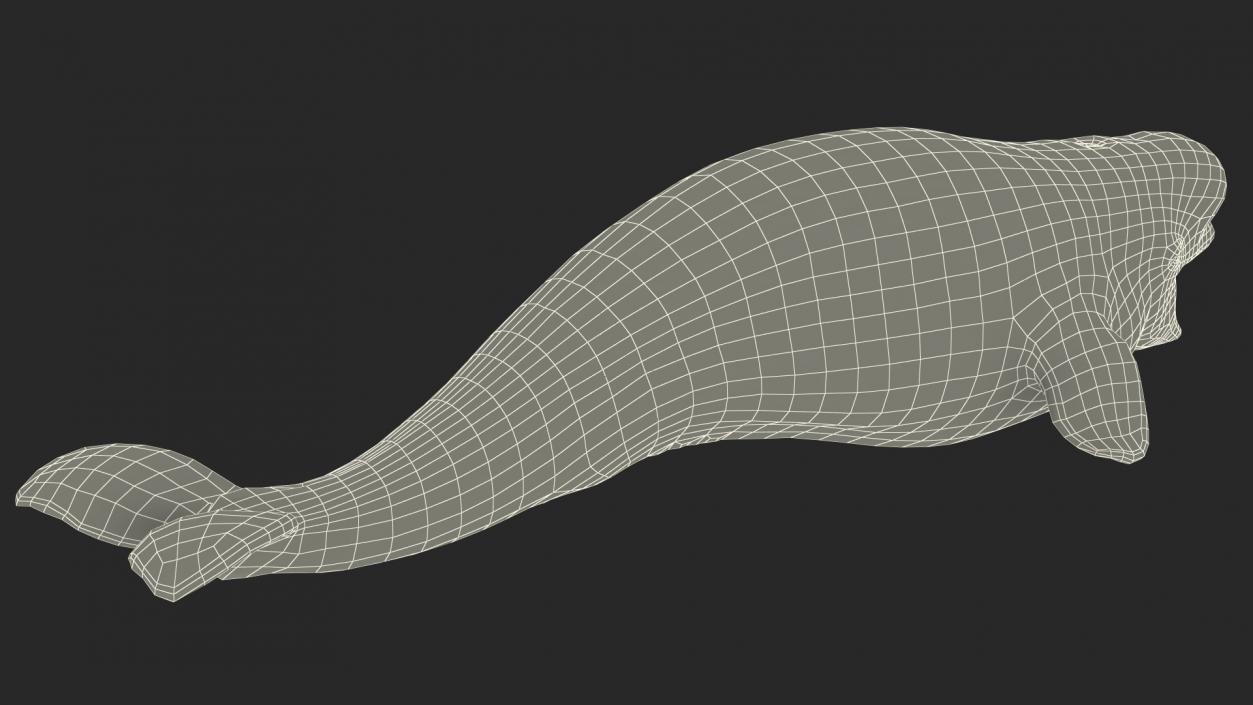 Rigged Whales Collection 3D model