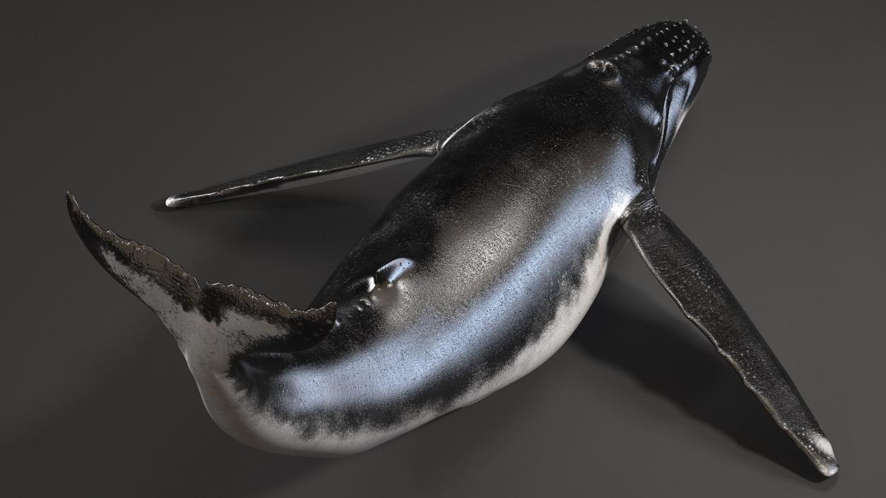 Rigged Whales Collection 3D model