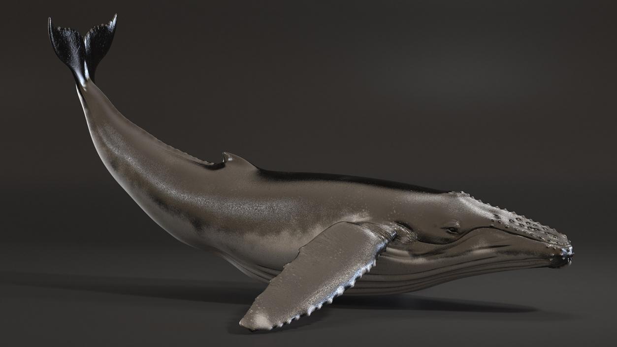 Rigged Whales Collection 3D model