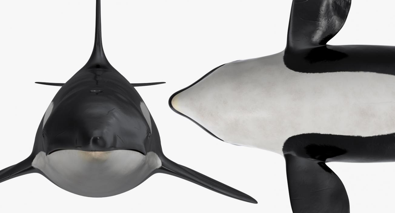 Rigged Whales Collection 3D model