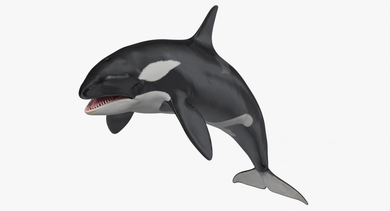 Rigged Whales Collection 3D model