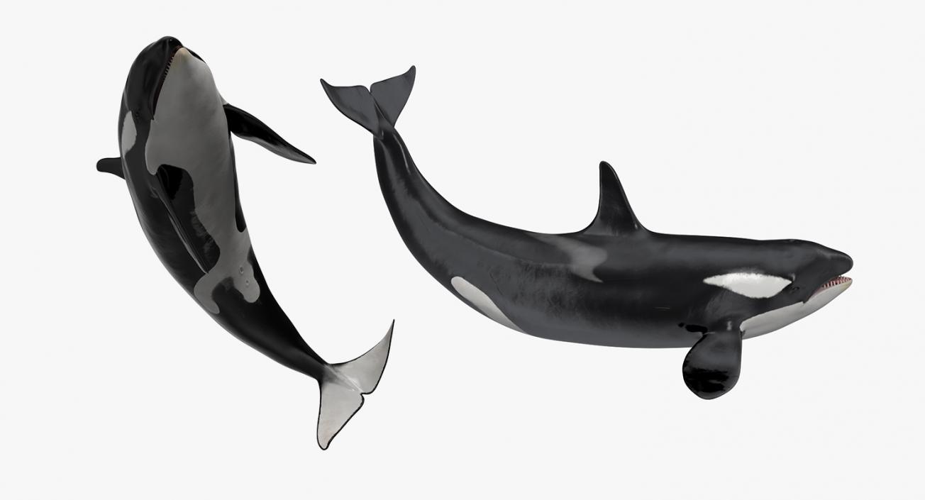 Rigged Whales Collection 3D model