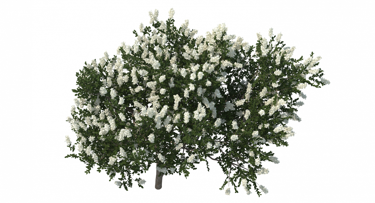 3D Myrtus or Myrtle Tree