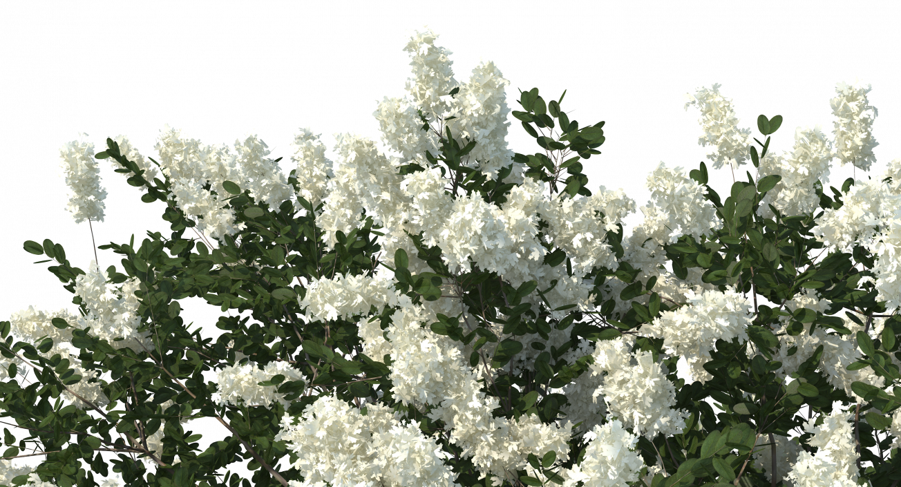 3D Myrtus or Myrtle Tree