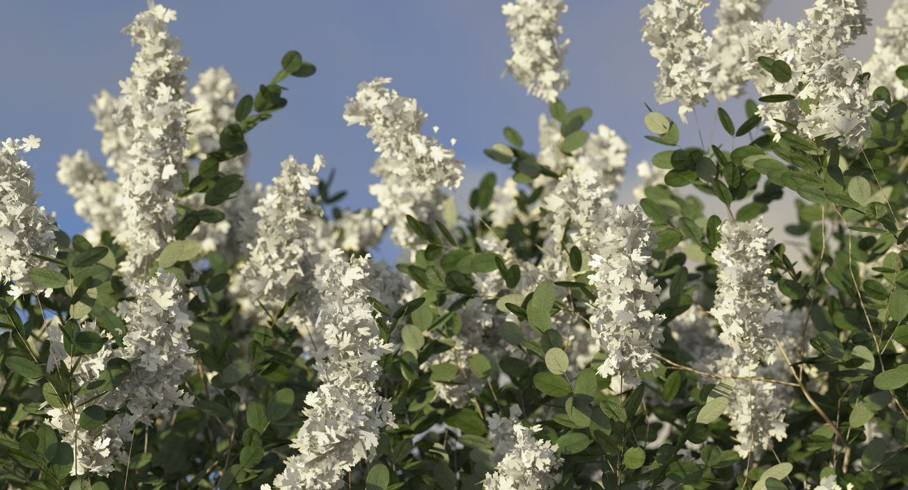 3D Myrtus or Myrtle Tree