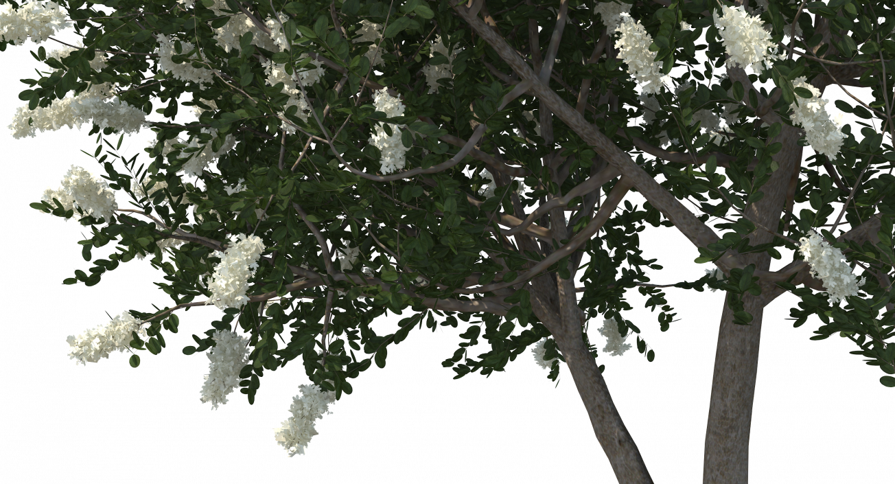 3D Myrtus or Myrtle Tree