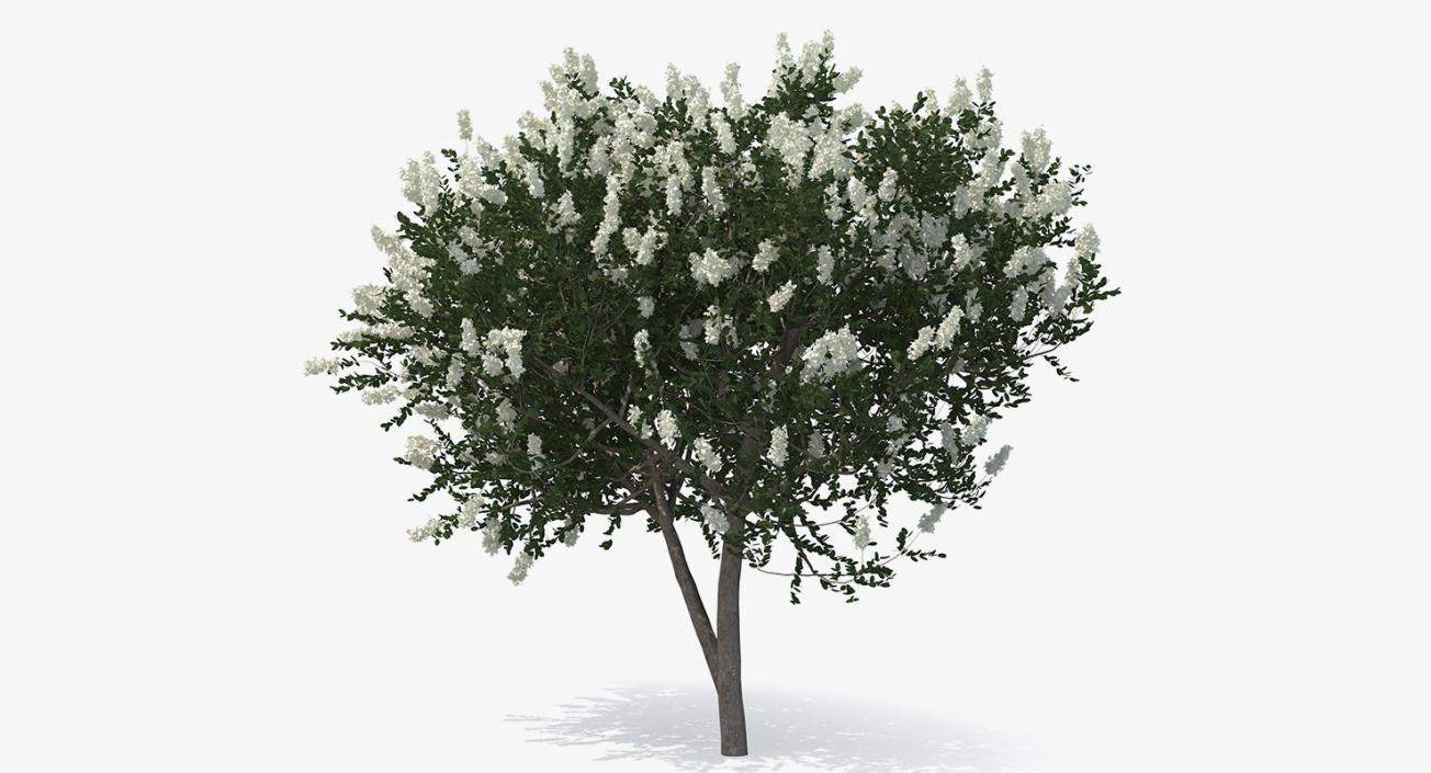 3D Myrtus or Myrtle Tree