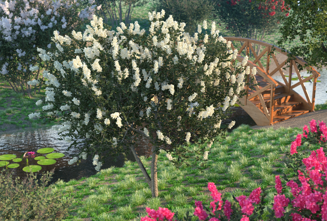 3D Myrtus or Myrtle Tree