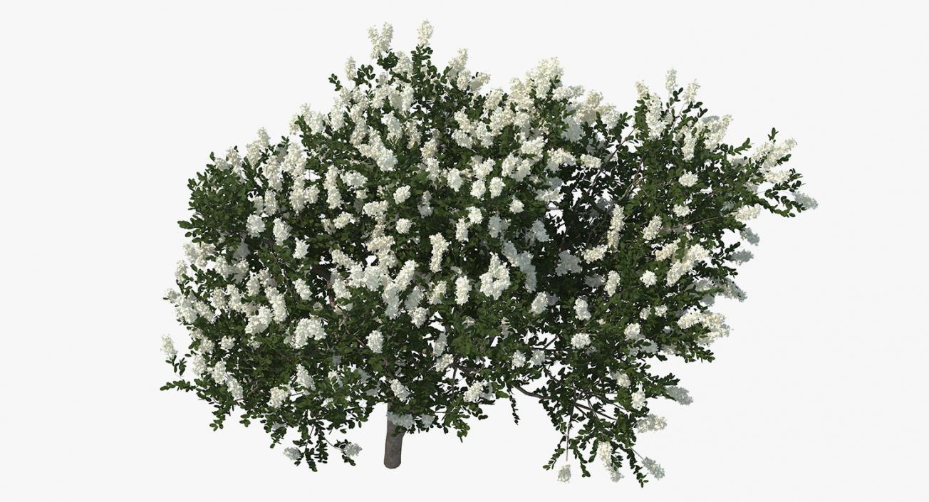 3D Myrtus or Myrtle Tree