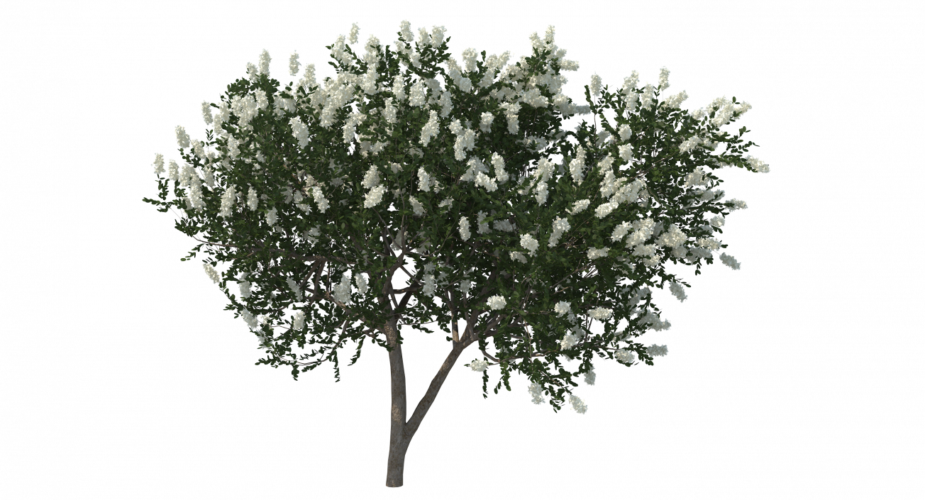 3D Myrtus or Myrtle Tree