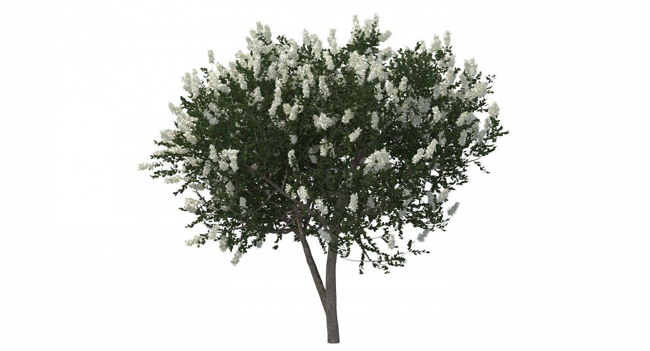 3D Myrtus or Myrtle Tree