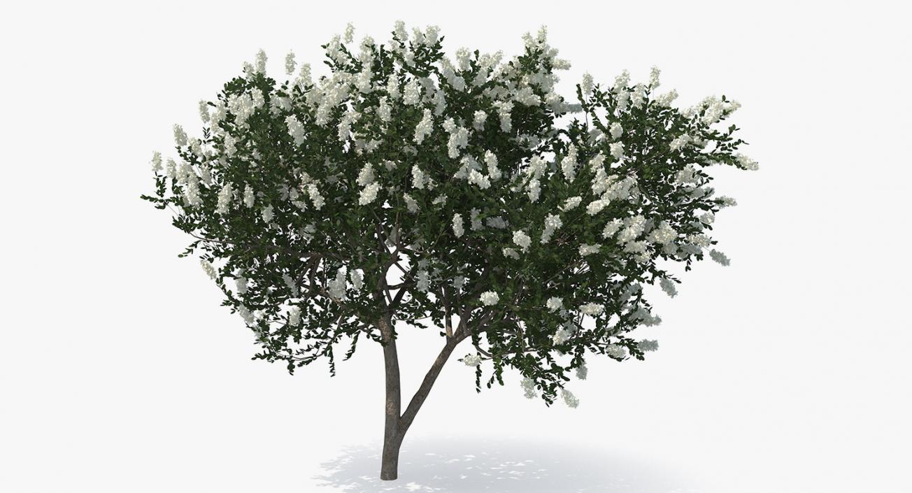 3D Myrtus or Myrtle Tree