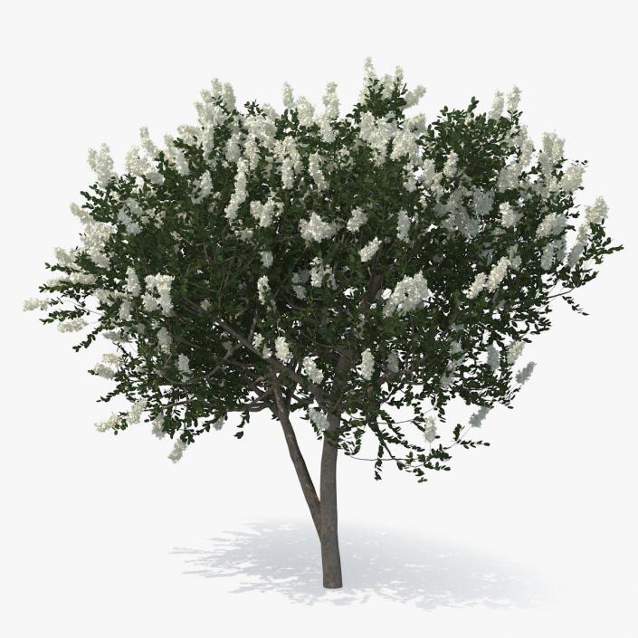 3D Myrtus or Myrtle Tree