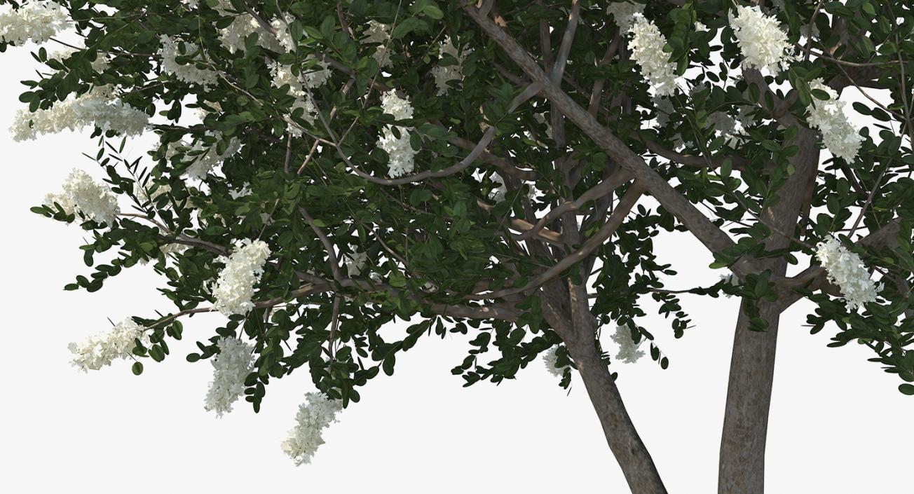 3D Myrtus or Myrtle Tree